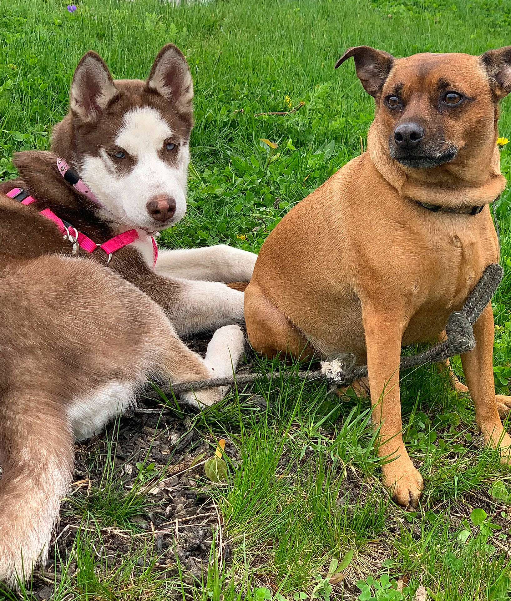 Ricky is registered to the contest to win money with this photo: ancient_dog_breeds, canidae, carnivore, collar, comfort, companion_dog, dog, dog_breed, dog_collar, fawn, grass, liver, non_sporting_group, paw, pet_supply, plant, snout, sporting_group, terrestrial_animal, working_animal