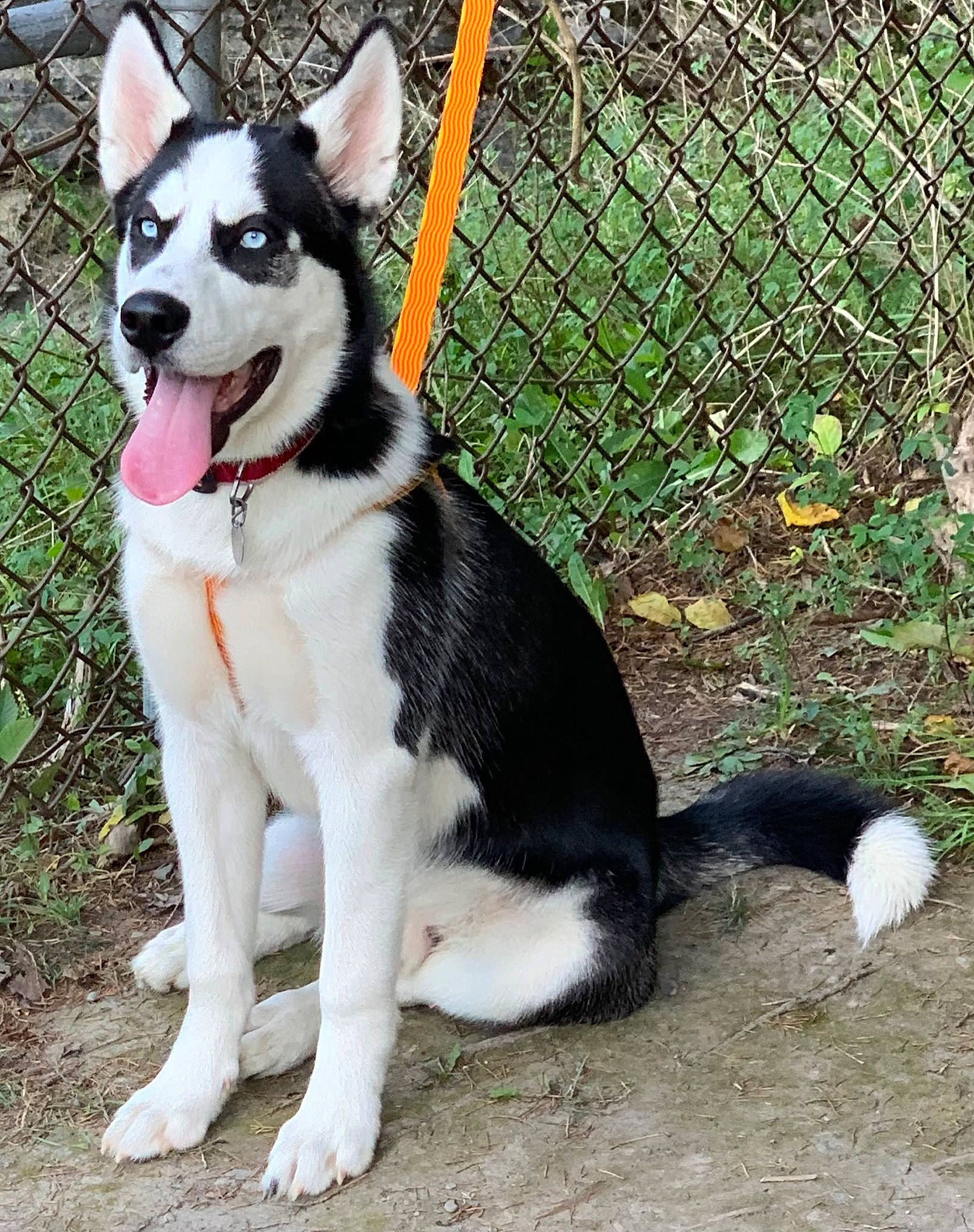 Zorro is registered to the contest to win money with this photo: carnivore, collar, companion_dog, dog, dog_breed, dog_collar, dog_supply, fawn, fence, grass, mammal, mesh, pet_supply, plant, sled_dog, snout, tail, vertebrate, wire_fencing, working_animal