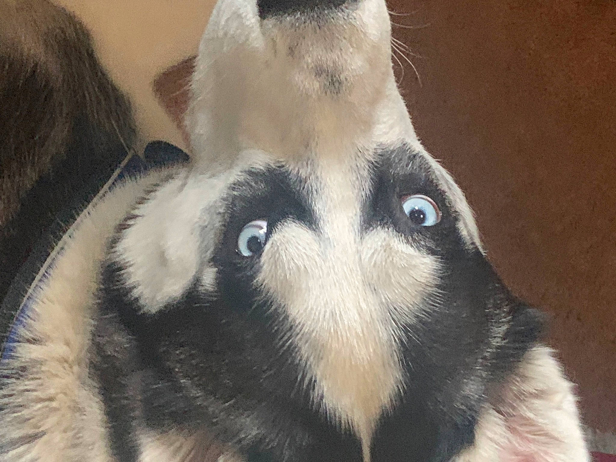 Zorro joined the competition — help win amazing prizes! ancient_dog_breeds, canidae, carnivore, companion_dog, dog, dog_breed, ear, eye, eyelash, fawn, fur, non_sporting_group, siberian_husky, snout, sporting_group, terrestrial_animal, whiskers, wildlife, working_animal, working_dog