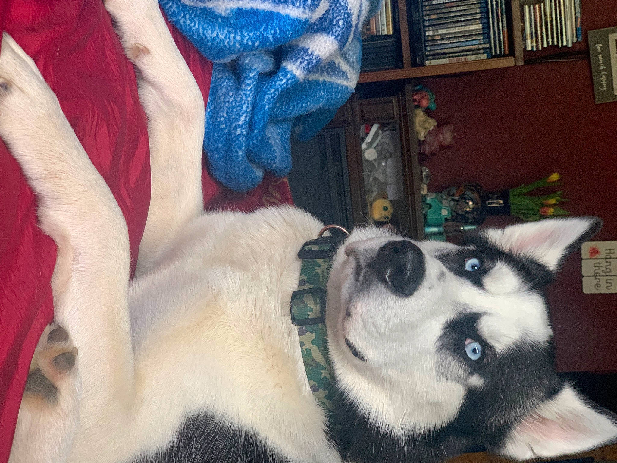 Zorro joined the competition — help win amazing prizes! canidae, carmine, carnivore, collar, companion_dog, dog, dog_breed, dog_supply, electric_blue, fawn, foot, fur, paw, snout, sporting_group, tail, terrestrial_animal, whiskers, window, working_animal