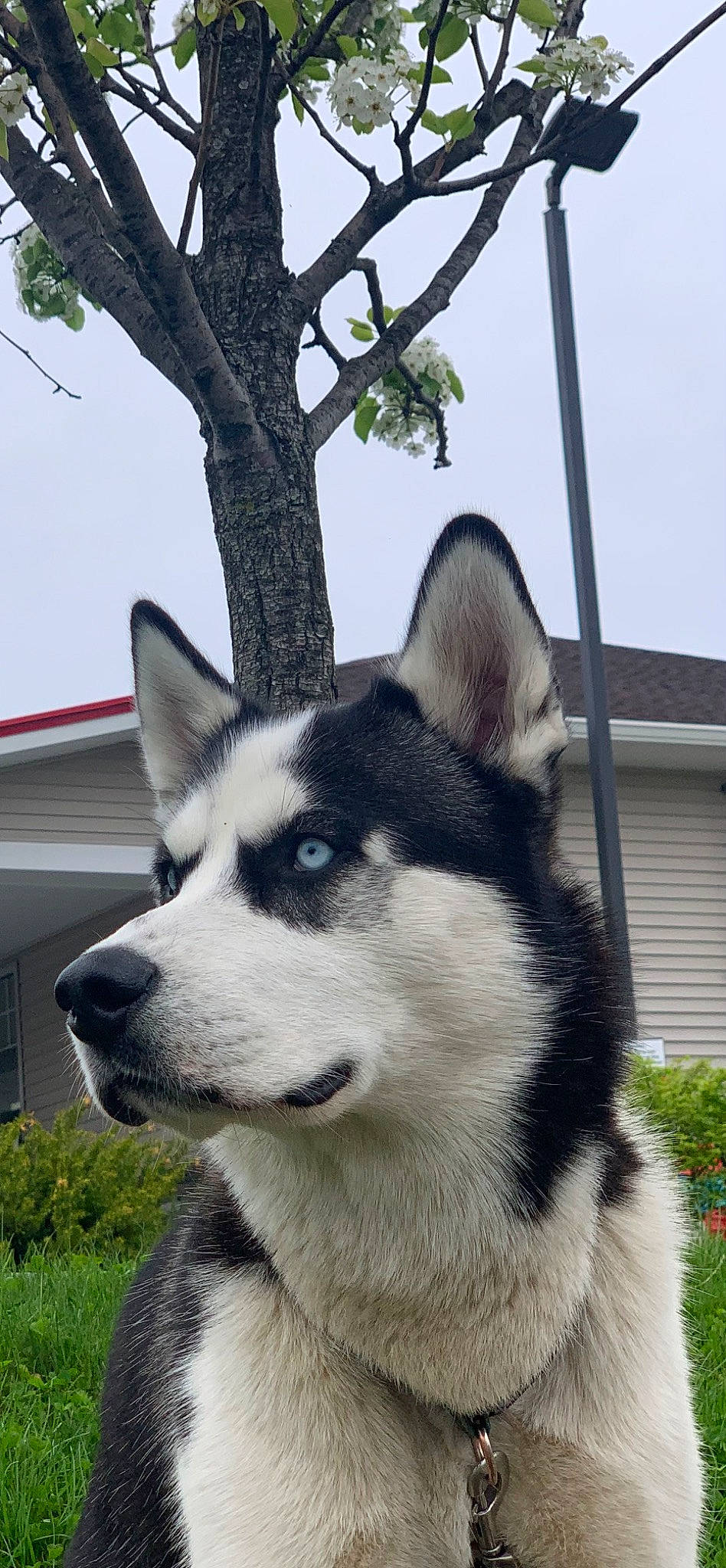 Zorro is registered to the contest to win money with this photo: canidae, carnivore, companion_dog, dog, dog_breed, eye, fur, head, plant, siberian_husky, sky, sled_dog, snout, sporting_group, tree, twig, whiskers, window, working_animal, working_dog