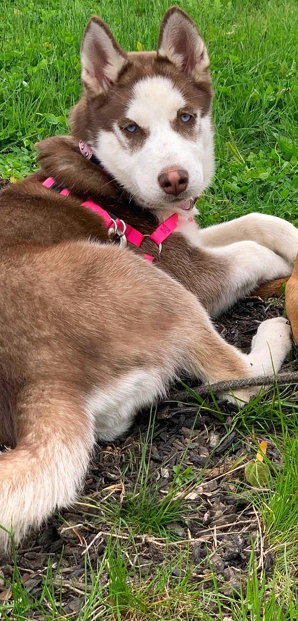 Jewel is registered to the contest to win money with this photo: carnivore, collar, companion_dog, dog, dog_breed, dog_collar, fashion_accessory, fawn, grass, leash, liver, pet_supply, snout, sporting_group, street_dog, tail, water, whiskers, working_animal, working_dog