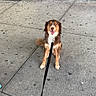 dog, leash, sidewalk, concrete, brick_wall, happy, sitting, pet, outdoor, urban, animal, canine, tongue_out, daylight, friendly, street, pavement, fence, walk, smiling
