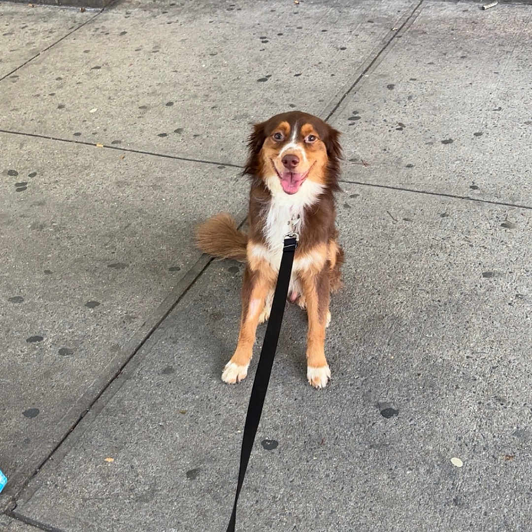 Dexter joined the competition — help win amazing prizes! dog, leash, sidewalk, concrete, brick_wall, happy, sitting, pet, outdoor, urban, animal, canine, tongue_out, daylight, friendly, street, pavement, fence, walk, smiling
