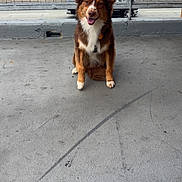 Dexter joined the competition — help win amazing prizes! dog, brown_dog, white_dog, sitting, concrete_floor, urban, cityscape, metal_fence, pet, canine, outdoor, happy, tongue_out, ears_up, collar, sidewalk, daylight, animal, friendly, alert