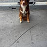 dog, brown_dog, white_dog, sitting, concrete_floor, urban, cityscape, metal_fence, pet, canine, outdoor, happy, tongue_out, ears_up, collar, sidewalk, daylight, animal, friendly, alert