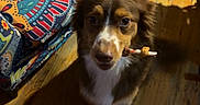 Dexter joined the competition — help win amazing prizes! dog, brown_dog, white_paws, wooden_floor, chew_stick, indoor, couch, patterned_couch, colorful, pet, animal, cute, small_dog, floor_shadow, looking_up, fur, ears, snout, friendly, domestic_animal