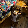 dog, brown_dog, white_paws, wooden_floor, chew_stick, indoor, couch, patterned_couch, colorful, pet, animal, cute, small_dog, floor_shadow, looking_up, fur, ears, snout, friendly, domestic_animal