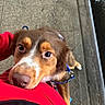 Dexter joined the competition — help win amazing prizes! dog, brown_dog, white_spots, close_up, looking_up, leash, outdoor, pavement, curb, red_jacket, person, pet, canine, friendly, animal, cute, fur, walking, companion, nose