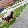 Dexter joined the competition — help win amazing prizes! dog, brown_dog, leash, grass, sidewalk, urban, building, brick_building, window, fence, outdoor, pet, canine, walk, happy, tail, collar, pavement, park, daytime