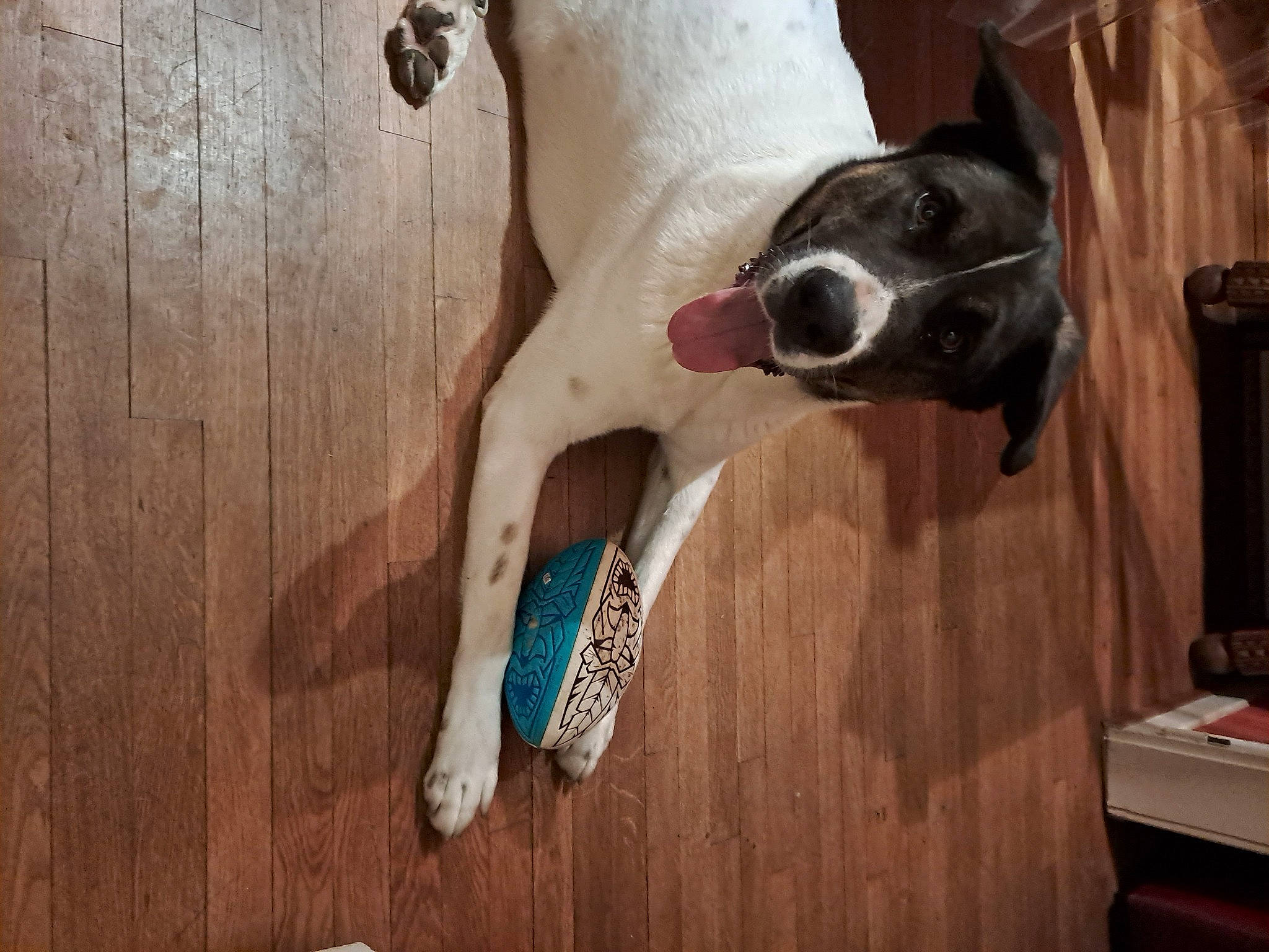 Ramses participe au concours pour gagner de l'argent avec cette photo : canidae, carnivore, collar, companion_dog, dog, dog_breed, dog_collar, dog_supply, fawn, floor, flooring, hardwood, pet_supply, plywood, snout, sporting_group, varnish, wood, wood_stain, working_animal