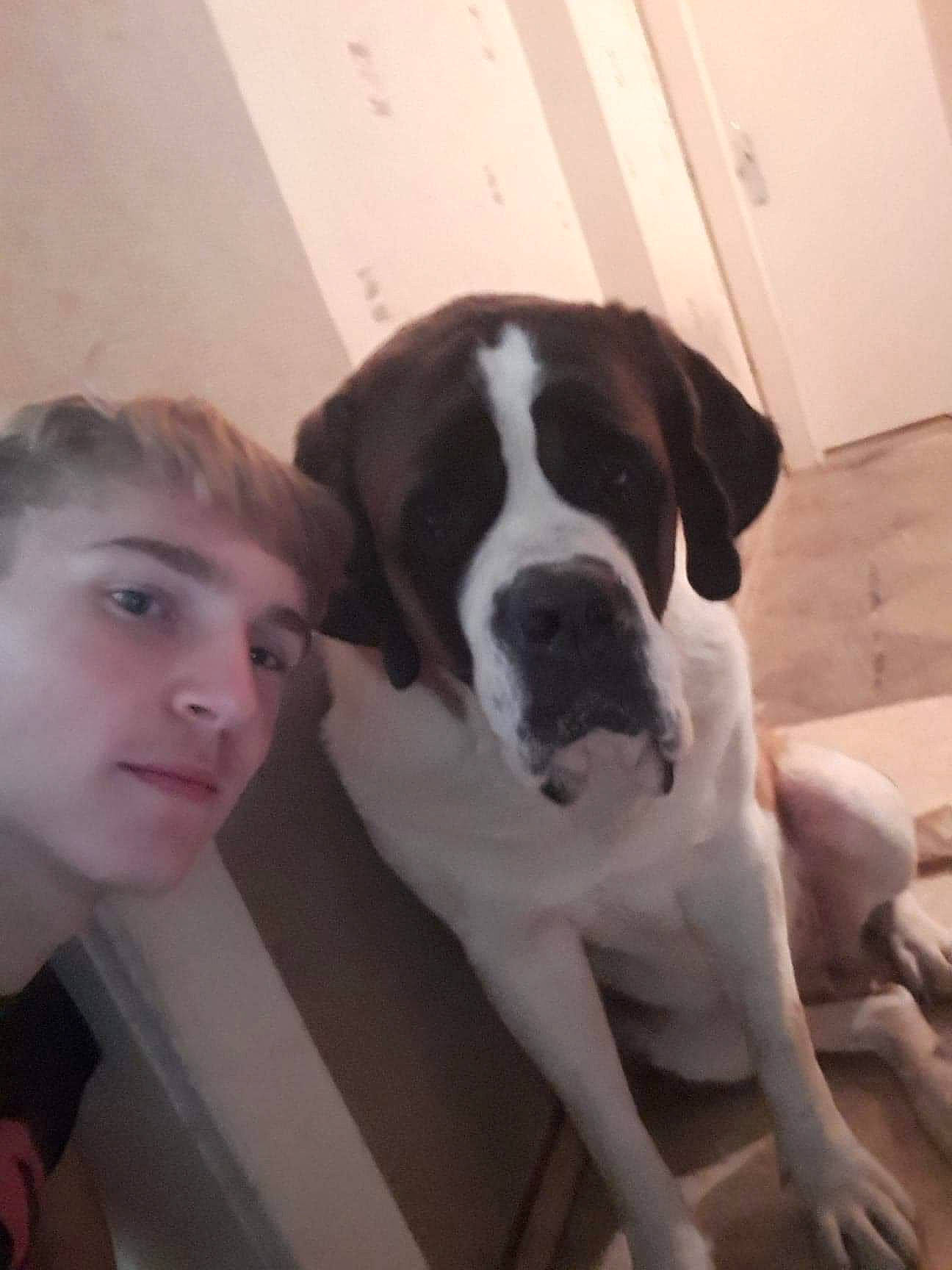 Mila a rejoint le concours — aidez-le/la à gagner de superbes lots ! american_bulldog, boxer, bully_kutta, canidae, carnivore, dog, dog_breed, fawn, mammal, non_sporting_group, nose, person, puppy_love, sporting_group, st_bernard, valley_bulldog, vertebrate