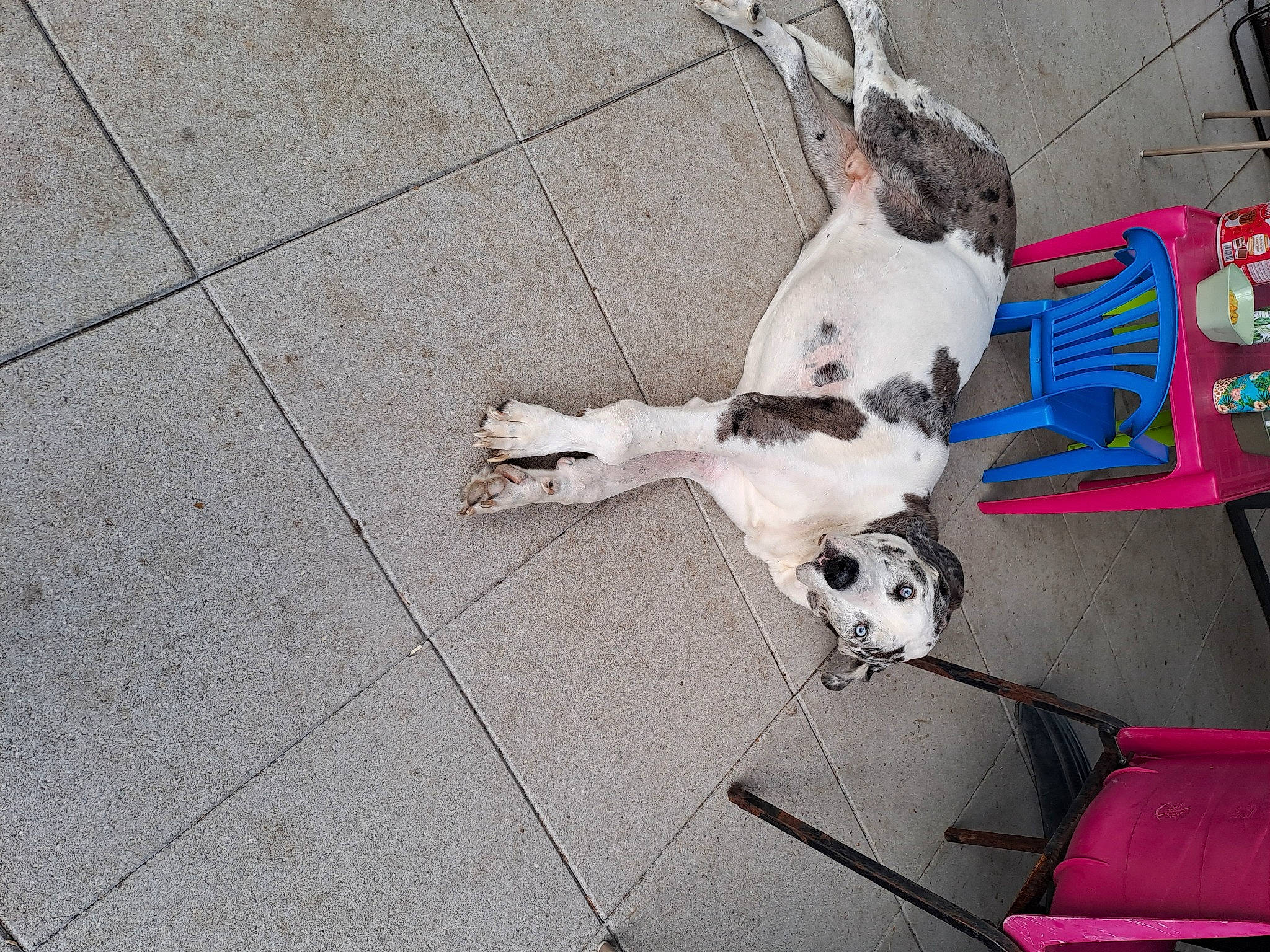 Bayron a rejoint le concours — aidez-le/la à gagner de superbes lots ! art, asphalt, carnivore, collar, companion_dog, concrete, dog, dog_breed, dog_supply, fawn, floor, flooring, leash, pet_supply, road_surface, sidewalk, snout, sporting_group, tail, working_animal