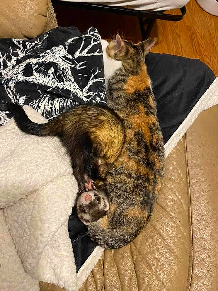 Lela is registered to the contest to win money with this photo: carnivore, cat, claw, comfort, dog_breed, domestic_short_haired_cat, felidae, fur, lap, nap, paw, sleep, small_to_medium_sized_cats, tail, whiskers