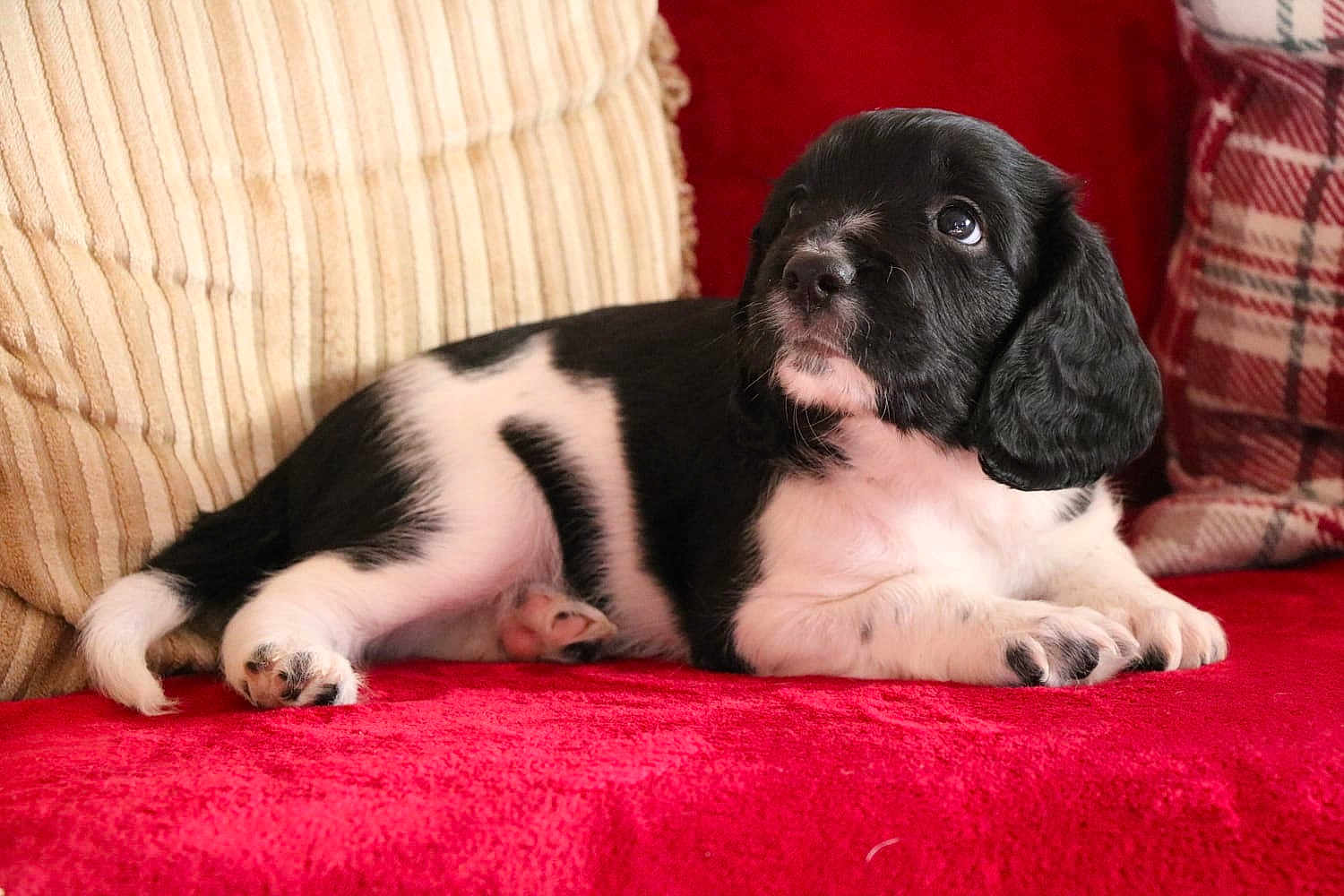 Finn is registered to the contest to win money with this photo: puppy, dog, black_and_white, lying_down, red_blanket, cushion, plaid_pillow, indoor, pet, young_dog, curious, cozy, fur, animal, portrait, relaxing, cute, small_dog, looking_up, soft