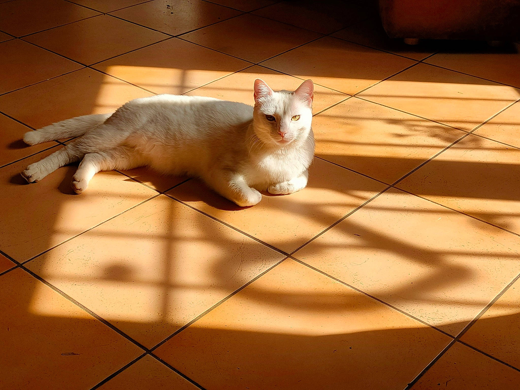 Mimi participe au concours pour gagner de l'argent avec cette photo : carnivore, cat, domestic_short_haired_cat, fawn, felidae, floor, flooring, fur, hardwood, line, pattern, paw, shadow, small_to_medium_sized_cats, snout, tail, tile_flooring, whiskers, window, wood