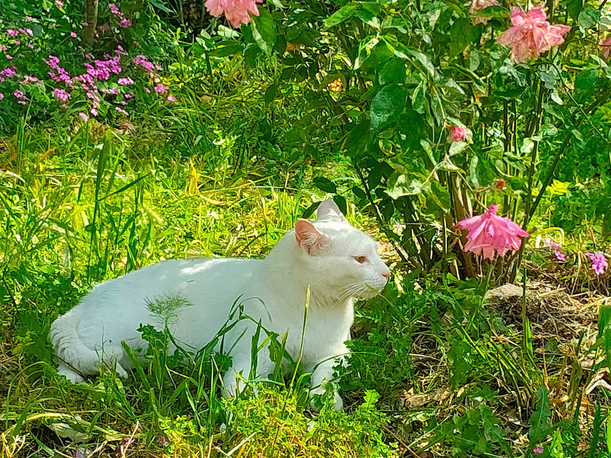 Mimi participe au concours pour gagner de l'argent avec cette photo : carnivore, cat, fawn, felidae, flower, flowering_plant, garden, grass, grassland, groundcover, herbaceous_plant, meadow, natural_landscape, petal, plant, shrub, small_to_medium_sized_cats, spring, tail, terrestrial_animal