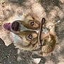 dog, blue_eyes, cowboy_hat, outdoor, forest_floor, dry_leaves, sunlight, shadow, tongue_out, pet, animal, happy, canine, fur, leash, walking, nature, close_up, head, cute