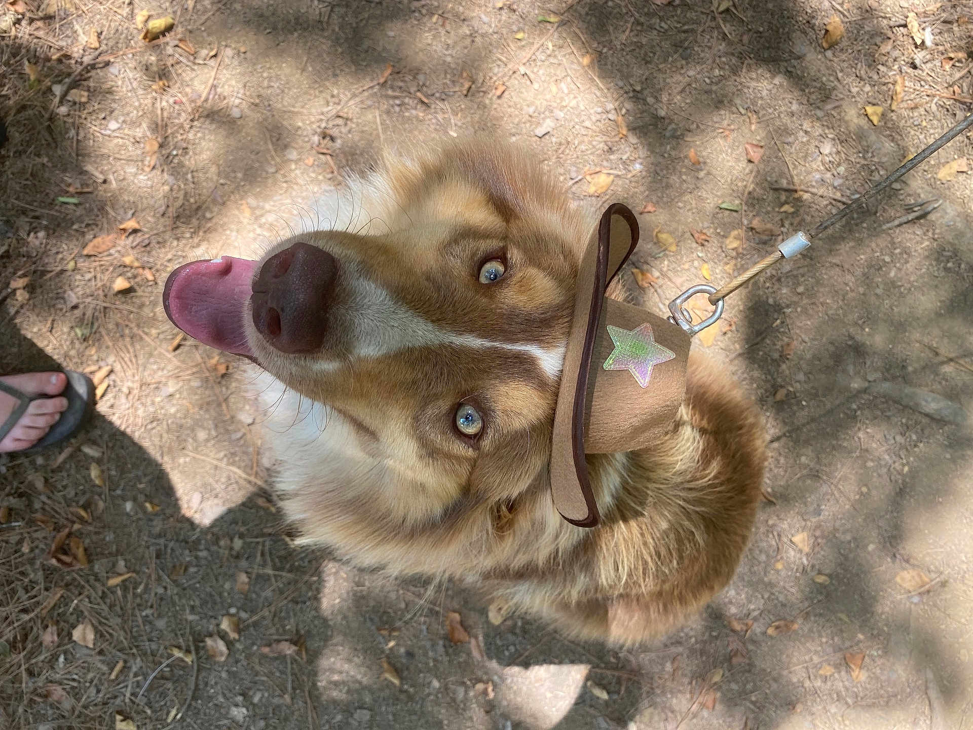 Boe is registered to the contest to win money with this photo: dog, blue_eyes, cowboy_hat, outdoor, forest_floor, dry_leaves, sunlight, shadow, tongue_out, pet, animal, happy, canine, fur, leash, walking, nature, close_up, head, cute