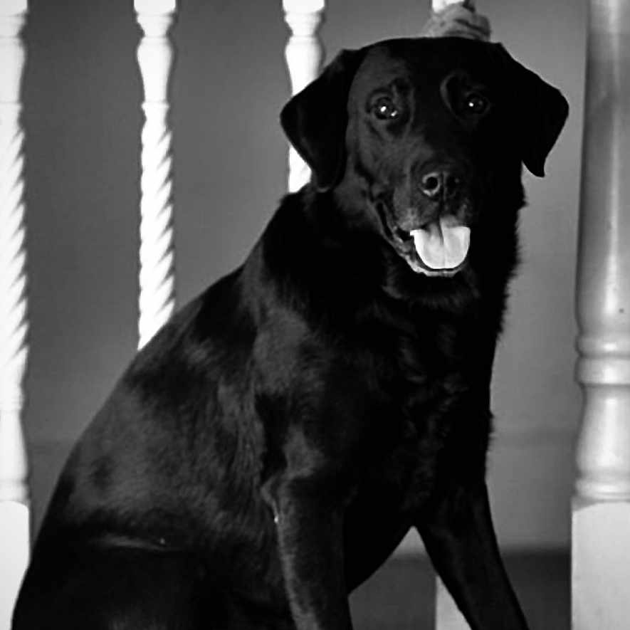 Bruno