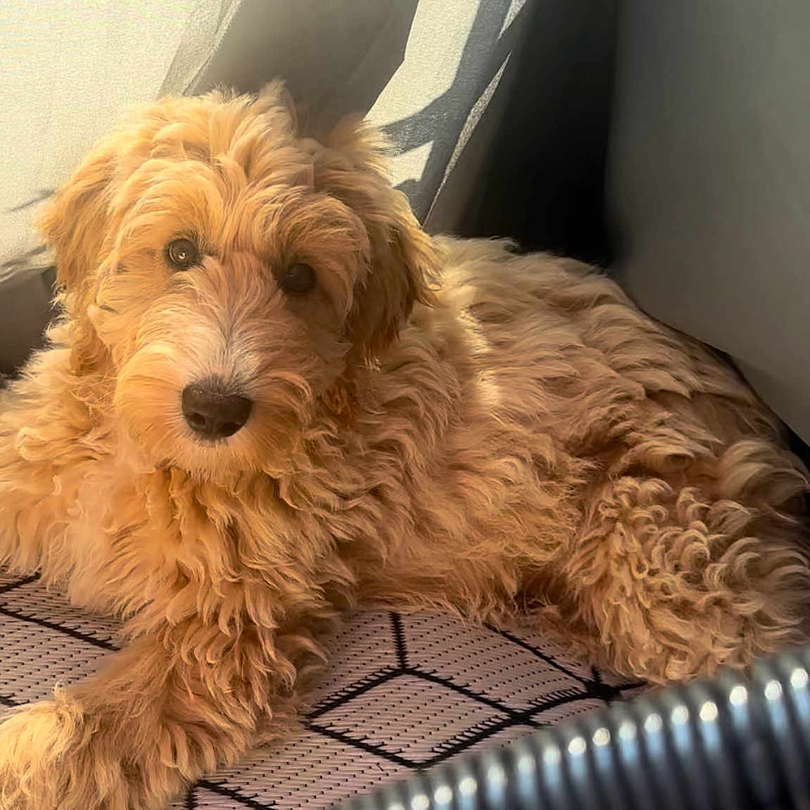 Arya joined the competition — help win amazing prizes! airedale, animal, canine, cockerspaniel, couch, cushion, dog, dogbed, furniture, goldenretriever, homedecor, hound, indoors, person, pet, poodle, puppy, sleeping, terrier, whitedog