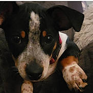 Jayla joined the competition — help win amazing prizes! animal, black_fur, brown_fur, close_up, collar, curious, cute, dog, domestic_animal, ears, face, fur_pattern, indoor, paw, pet, portrait, puppy, snout, white_fur, young