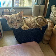 Maggie joined the competition — help win amazing prizes! animal, basket, cat, ceramic_rooster, container, cozy, daylight, decor, domestic, feline, fence, ginger_cat, indoor, kitchen_counter, paw, pet, resting, sleepy, tail, window