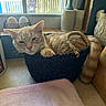 animal, basket, cat, ceramic_rooster, container, cozy, daylight, decor, domestic, feline, fence, ginger_cat, indoor, kitchen_counter, paw, pet, resting, sleepy, tail, window