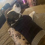 Zeus joined the competition — help win amazing prizes! dog, pet, indoor, blanket, leopard_print, sweater, knitted, brown, white, bedroom, furniture, floor, wooden_floor, relaxed, resting, collar, domestic_animal, canine, comfort, fur