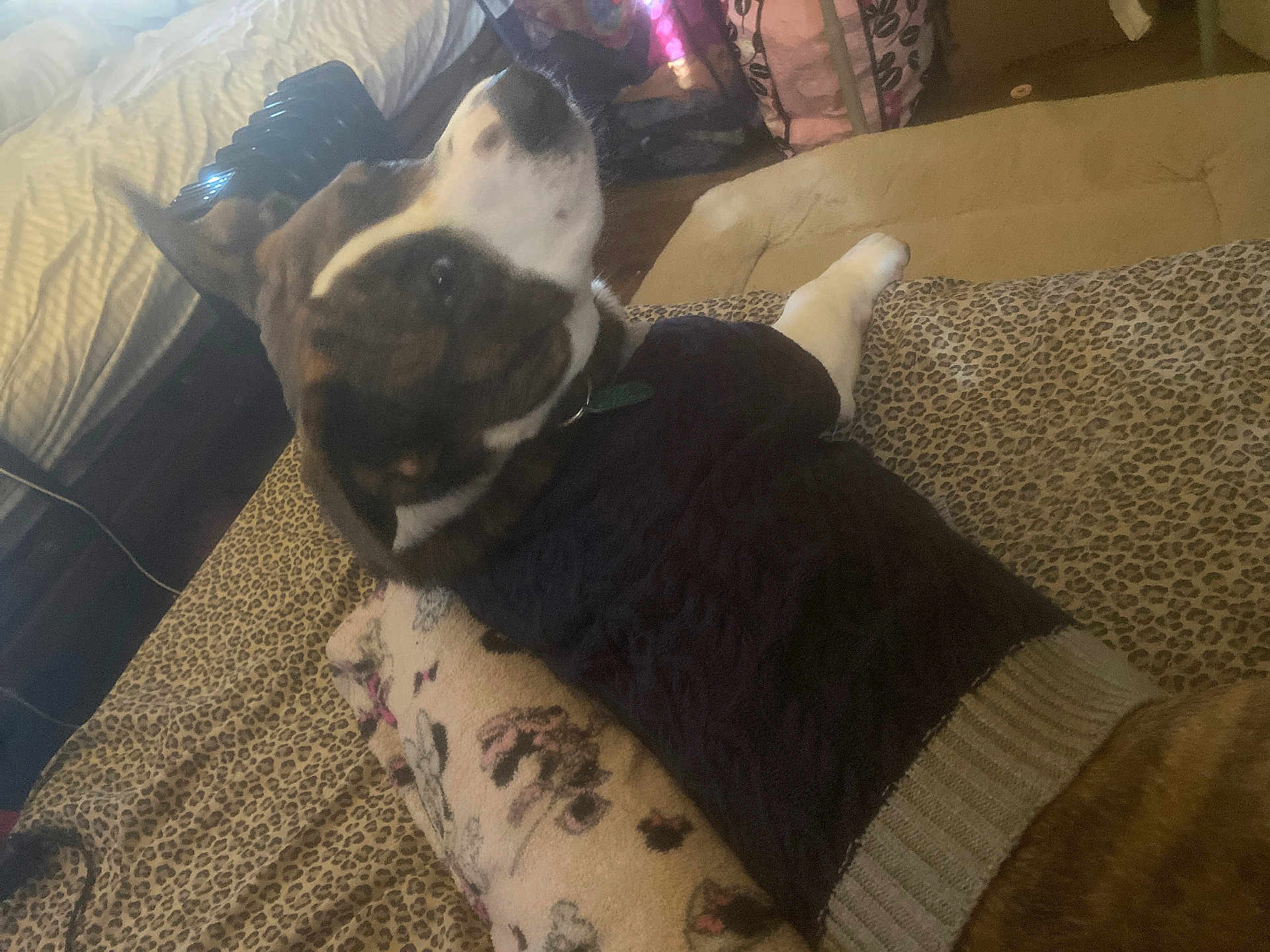 Zeus joined the competition — help win amazing prizes! dog, pet, indoor, blanket, leopard_print, sweater, knitted, brown, white, bedroom, furniture, floor, wooden_floor, relaxed, resting, collar, domestic_animal, canine, comfort, fur