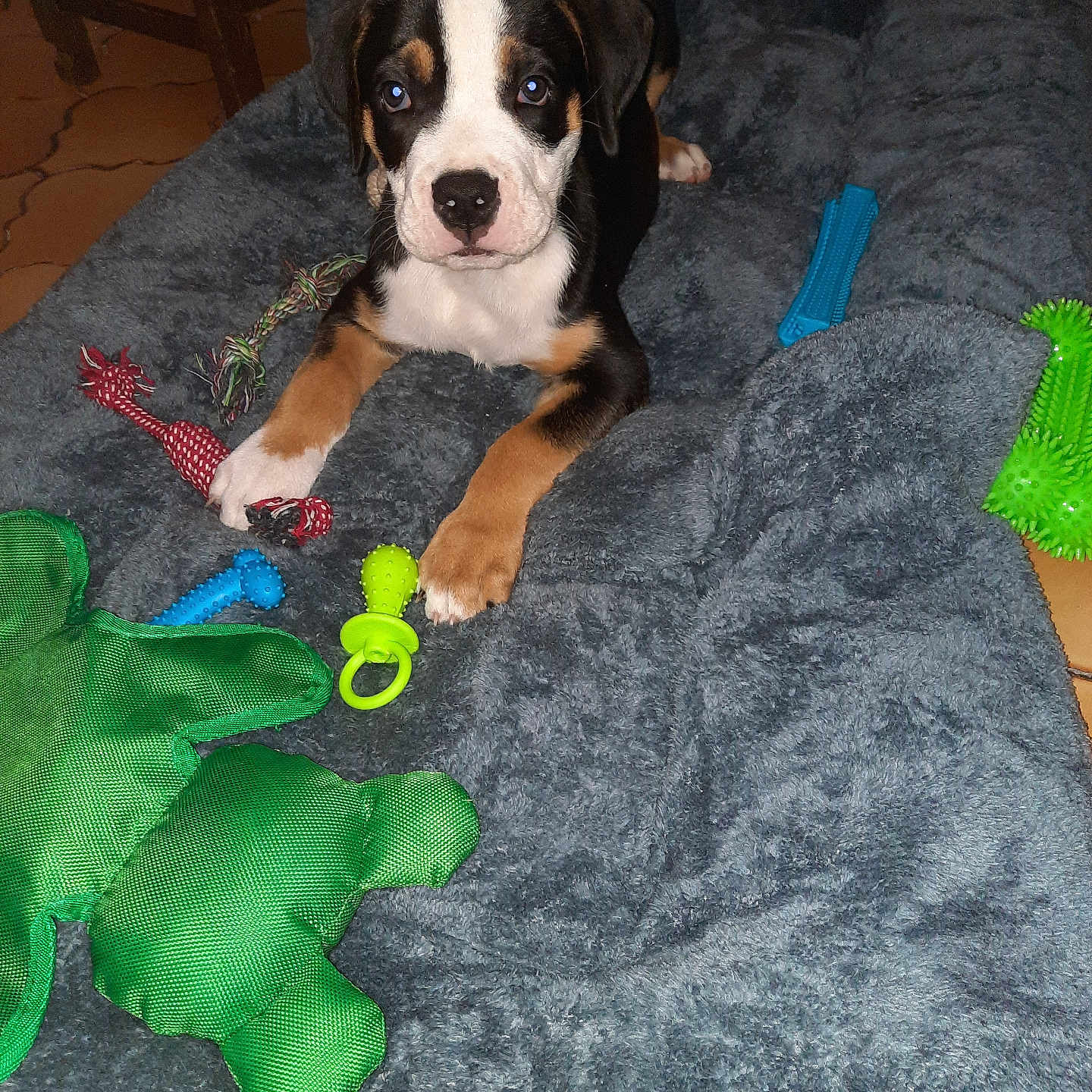 Bosko participe au concours pour gagner de l'argent avec cette photo : animal, black, blanket, brown, chew_toy, cozy, cute, dog, domestic, floor, fur, indoor, looking, pet, play, puppy, resting, toys, white, young