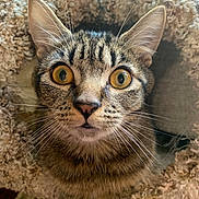 Doc is registered to the contest to win money with this photo: alert, animal, cat, close_up, cozy, curious, cute, domestic_cat, ears, face, fur, furry, fuzzy, indoor, looking, pet, tabby, tunnel, whiskers, wide_eyes