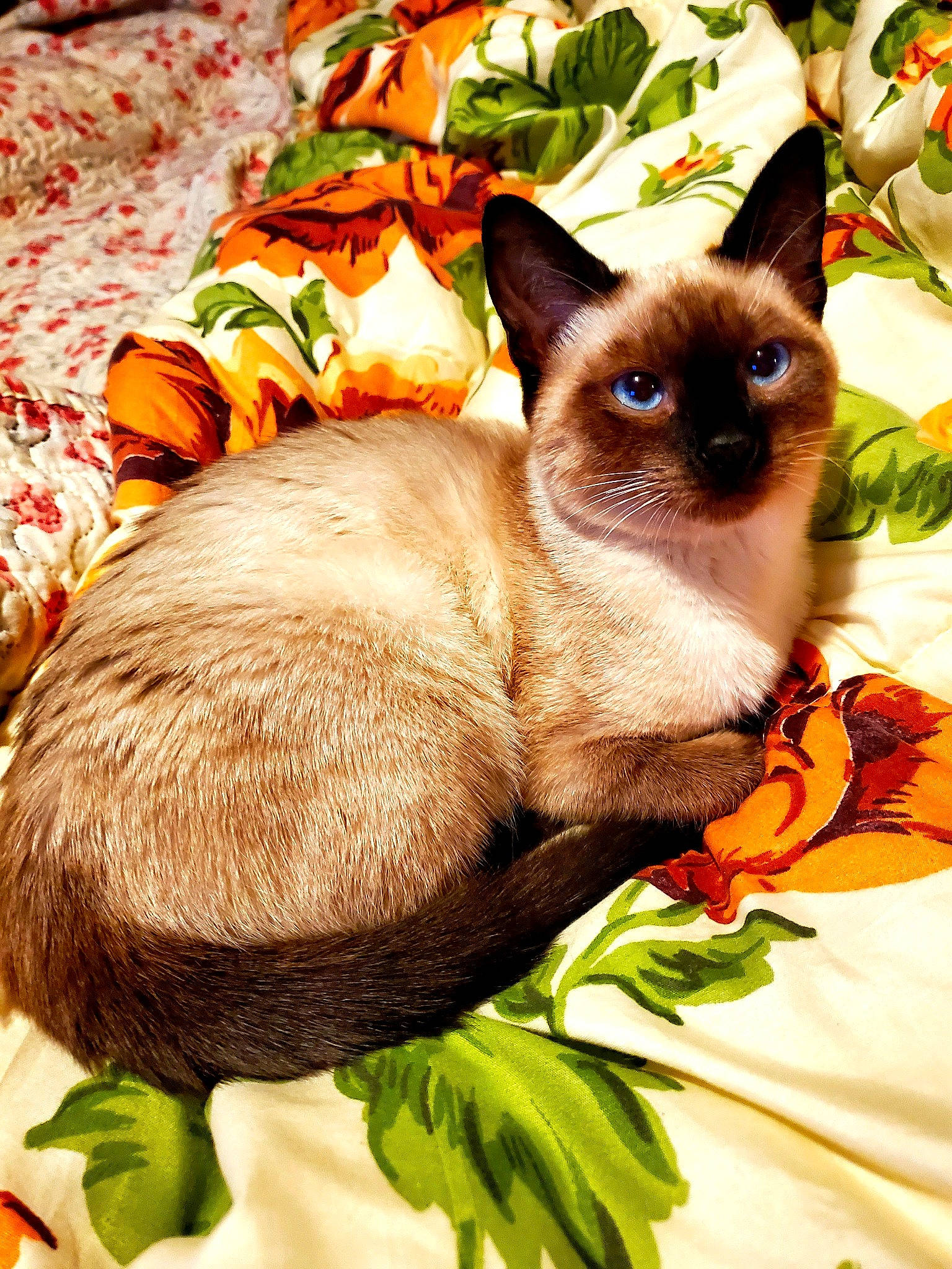 Judy is registered to the contest to win money with this photo: birman, carnivore, cat, comfort, fawn, felidae, fur, grass, green, groundcover, organism, plant, siamese, small_to_medium_sized_cats, snout, terrestrial_animal, thai, vertebrate, whiskers, wildlife