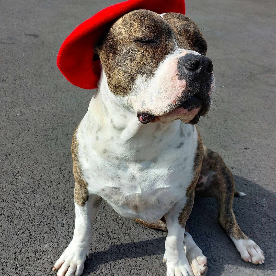 Mayco a rejoint le concours — aidez-le/la à gagner de superbes lots ! animal, beret, brindle, canine, closed_eyes, cute, dog, fashion, funny_hat, muzzle, outdoor, pavement, pet, portrait, red_hat, relaxed, short_hair, sitting, summer, sunlight