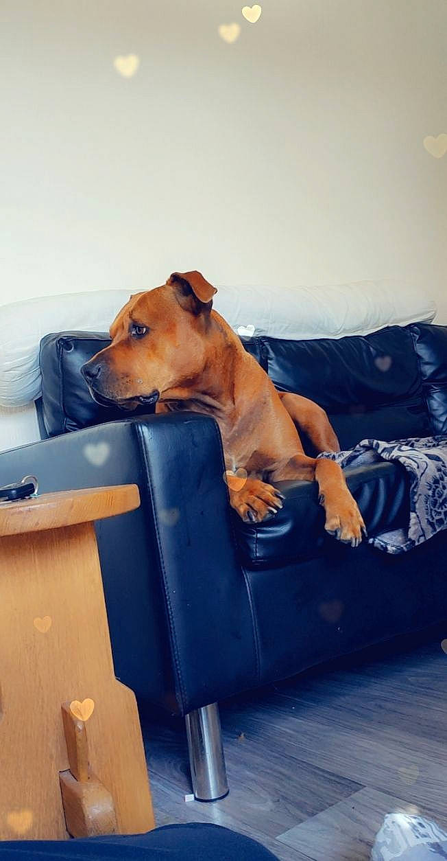 Al Capone participe au concours pour gagner de l'argent avec cette photo : carnivore, chair, collar, comfort, companion_dog, couch, dog, dog_breed, dog_clothes, dog_collar, dog_supply, fawn, human_leg, mammal, pet_supply, sitting, sporting_group, whiskers, wood, working_animal