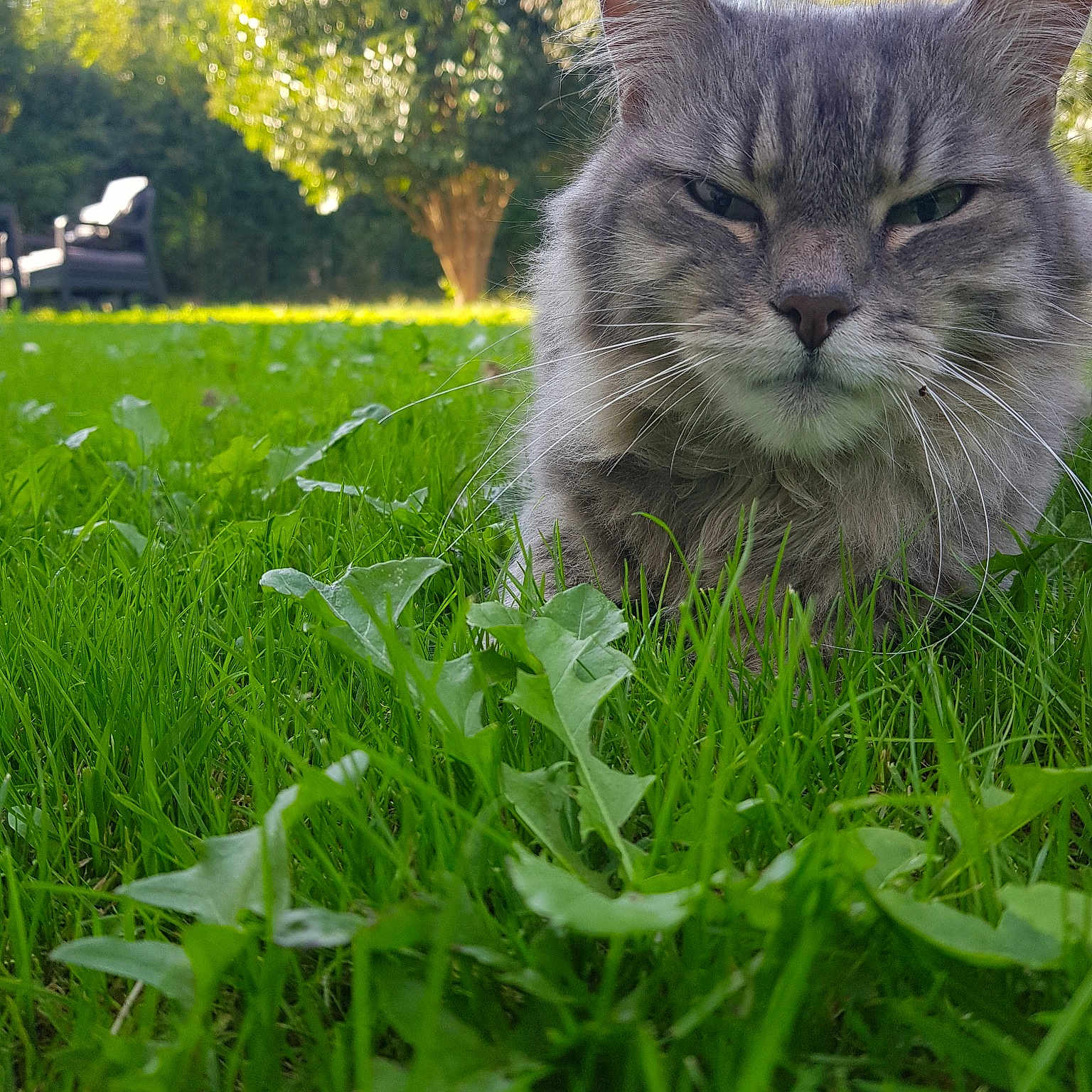 Alizee participe au concours pour gagner de l'argent avec cette photo : asian, carnivore, cat, domestic_short_haired_cat, european_shorthair, fawn, felidae, fur, grass, grass_family, green, lawn, leaf, meadow, plant, small_to_medium_sized_cats, tabby_cat, whiskers, wild_cat, wildlife