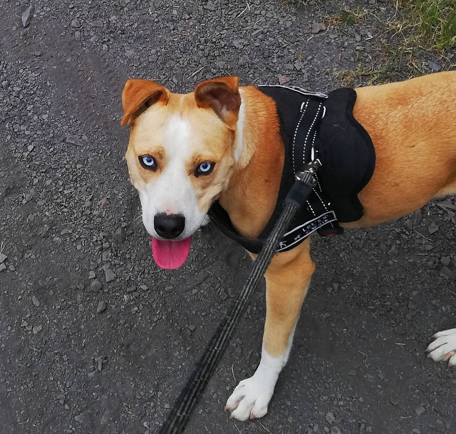 Oria participe au concours pour gagner de l'argent avec cette photo : adventure, canidae, carnivore, collar, companion_dog, dog, dog_breed, dog_collar, dog_walking, fawn, feist, leash, mammal, potcake_dog, rare_breed_dog, snout, sporting_group, street_dog