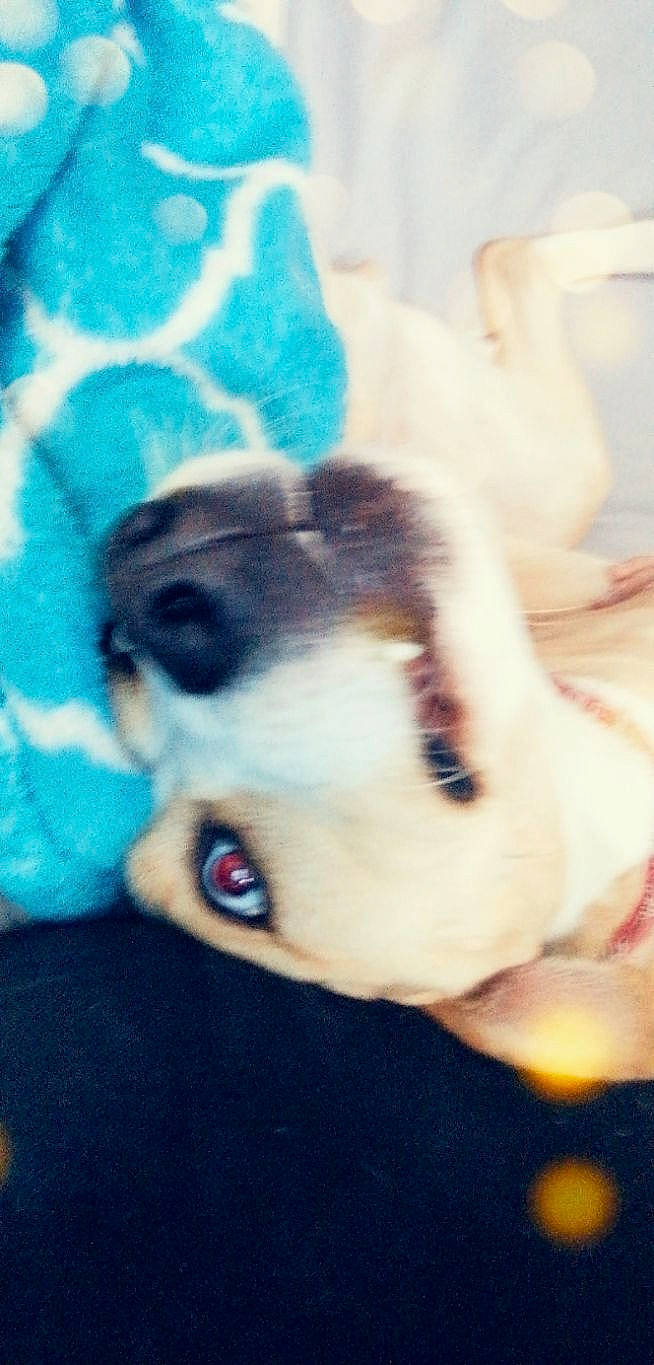 Oria a rejoint le concours — aidez-le/la à gagner de superbes lots ! canidae, carnivore, companion_dog, dog, dog_breed, fawn, non_sporting_group, puppy, shih_tzu, toy_dog