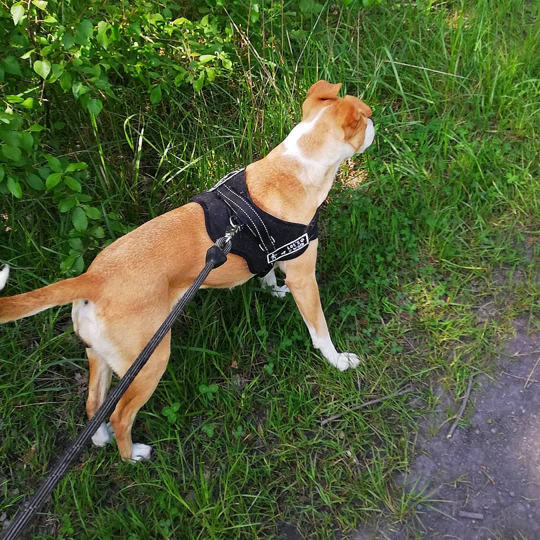 Oria a rejoint le concours — aidez-le/la à gagner de superbes lots ! american_pit_bull_terrier, american_staffordshire_terrier, canidae, carnivore, companion_dog, dog, dog_breed, dog_walking, fawn, hunting_dog, leash, mammal, non_sporting_group, pit_bull, plummer_terrier, sporting_group, tail