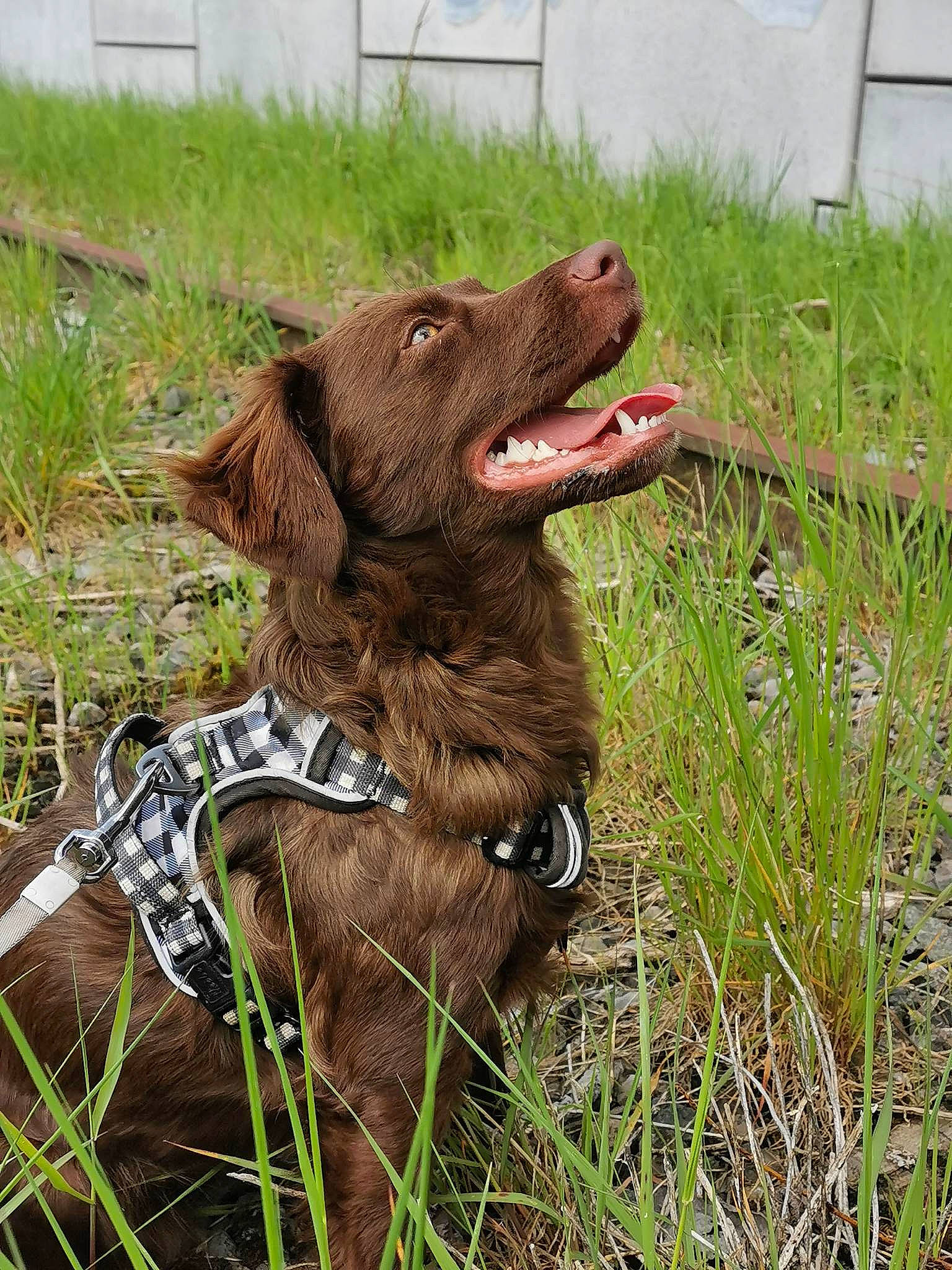 Taïga a rejoint le concours — aidez-le/la à gagner de superbes lots ! canidae, carnivore, collar, companion_dog, dog, dog_breed, dog_collar, fang, grass, gun_dog, liver, plant, pointer, pointing_breed, retriever, spaniel, sporting_group, terrestrial_animal, working_animal, yawn