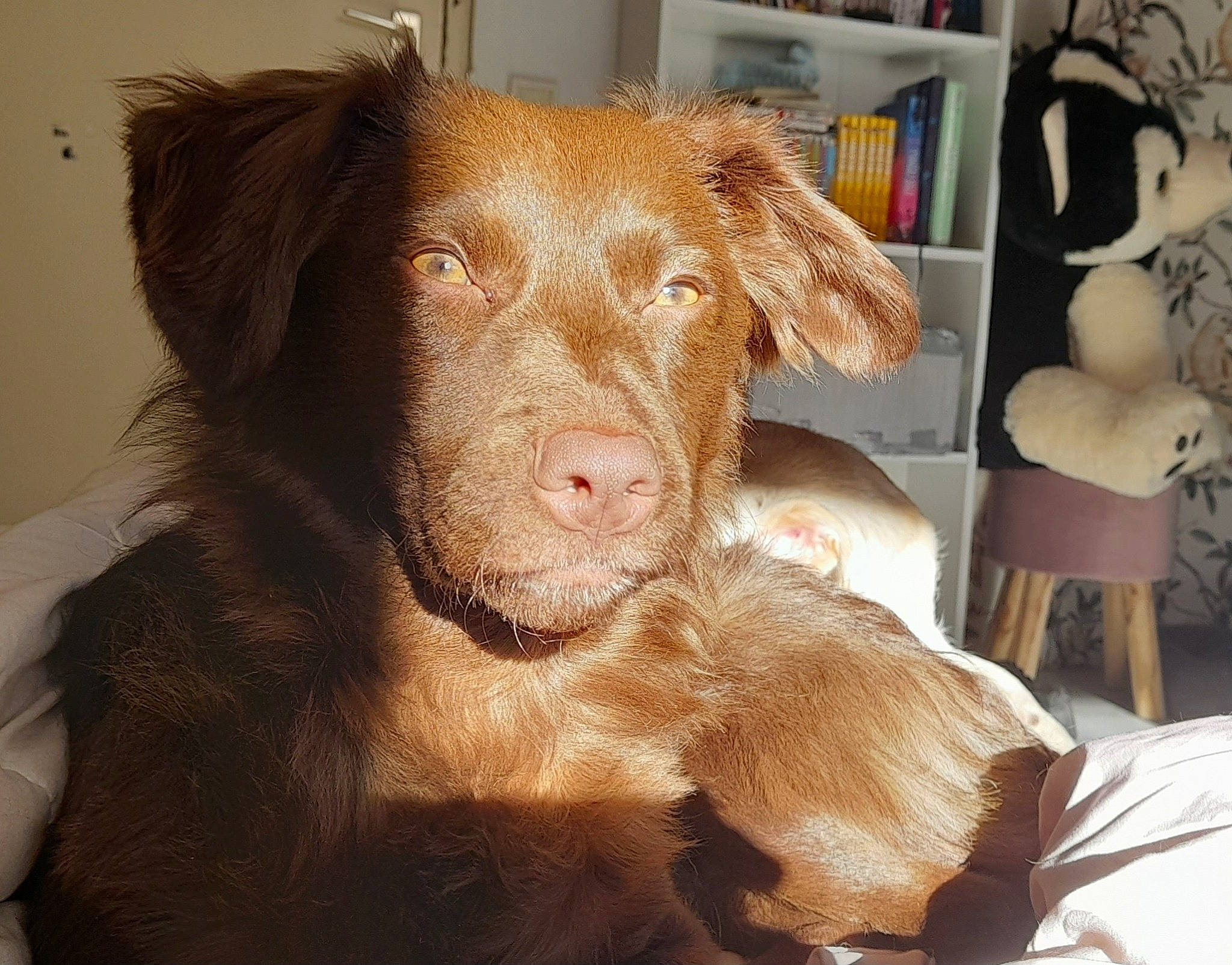 Taïga participe au concours pour gagner de l'argent avec cette photo : borador, canidae, carnivore, companion_dog, dog, dog_breed, ear, fawn, fur, gun_dog, liver, pet_supply, retriever, shelf, snout, sporting_group, teddy_bear, toy, whiskers, working_animal