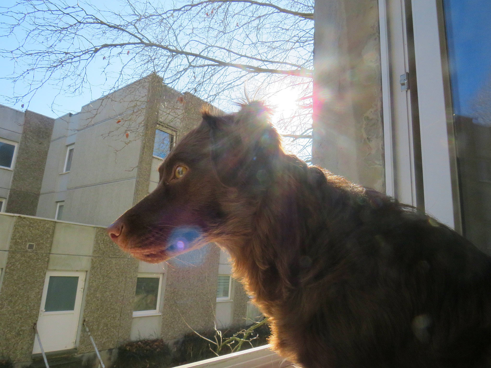 Taïga participe au concours pour gagner de l'argent avec cette photo : building, canidae, carnivore, collar, companion_dog, dog, dog_breed, dog_collar, fawn, fur, liver, plant, sky, snout, sporting_group, tail, tints_and_shades, tree, whiskers, window