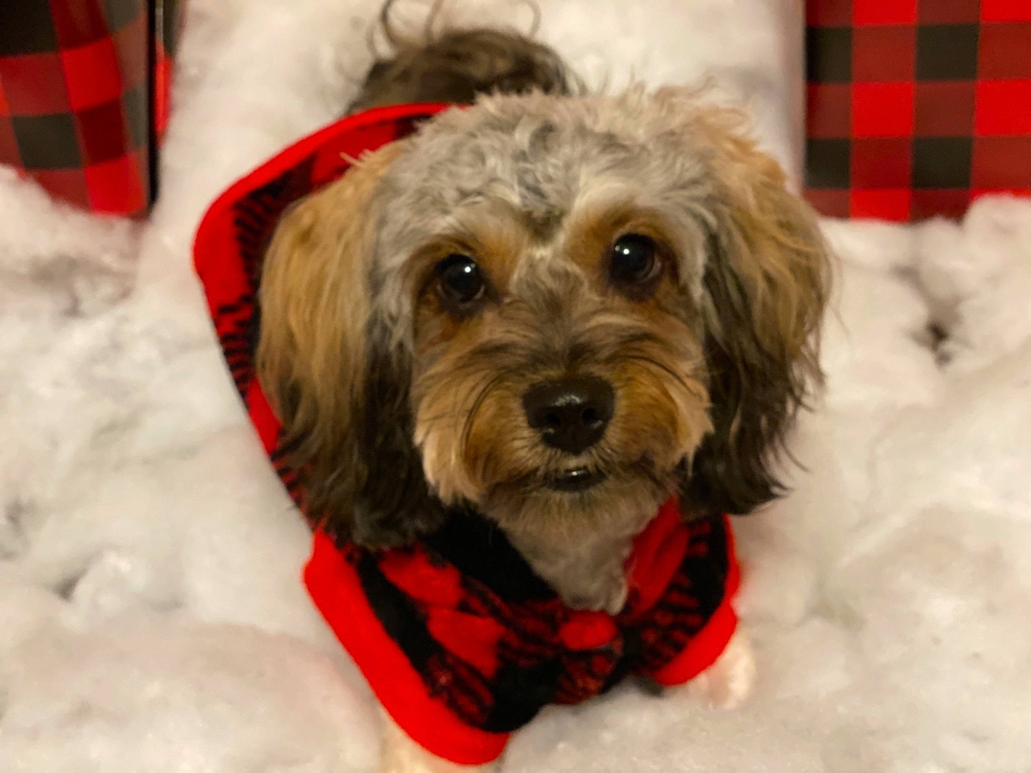 Laya joined the competition — help win amazing prizes! canidae, carmine, carnivore, collar, companion_dog, dog, dog_breed, dog_clothes, dog_collar, dog_supply, fur, mammal, pet_supply, puppy, snout, snow, sporting_group, vertebrate, winter, working_animal