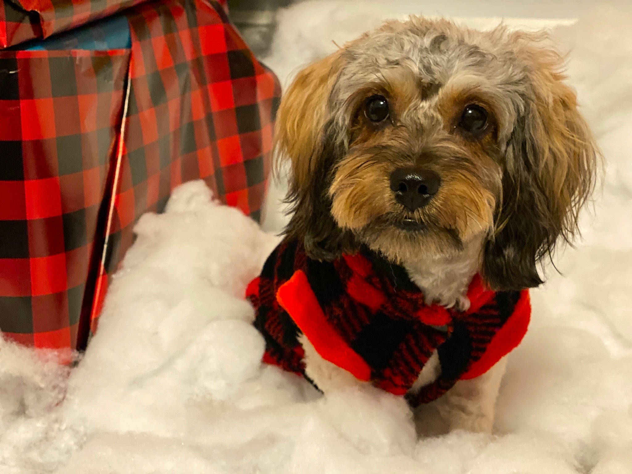 Laya is registered to the contest to win money with this photo: carnivore, collar, companion_dog, dog, dog_breed, dog_clothes, dog_collar, dog_supply, pattern, pet_supply, plaid, puppy, snout, sporting_group, tartan, textile, toy_dog, vertebrate, winter, working_animal