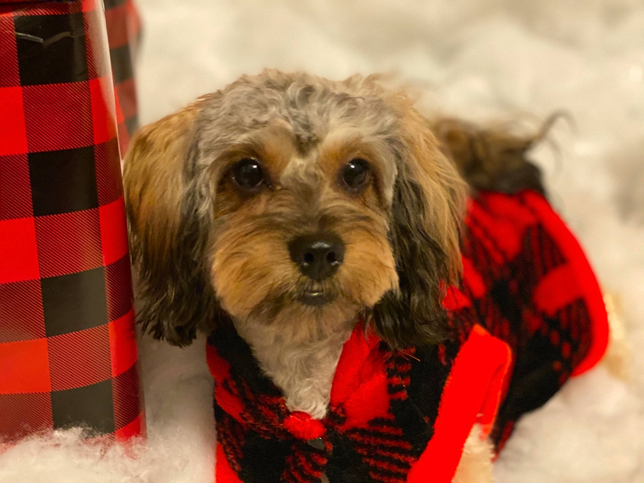 Laya is registered to the contest to win money with this photo: carnivore, collar, companion_dog, dog, dog_breed, dog_clothes, dog_supply, mammal, pattern, pet_supply, plaid, puppy, small_terrier, snout, sporting_group, tartan, terrier, textile, vertebrate, working_animal
