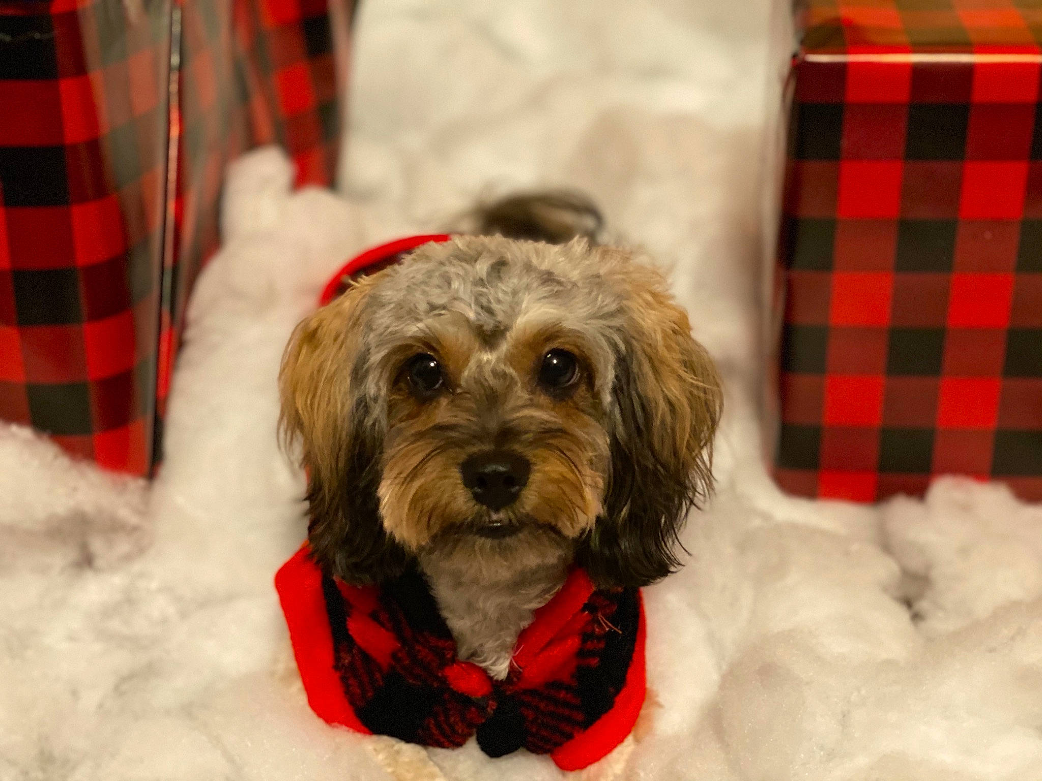 Laya joined the competition — help win amazing prizes! carnivore, collar, companion_dog, dog, dog_breed, dog_clothes, dog_collar, dog_supply, mammal, pattern, pet_supply, plaid, red, snout, sporting_group, tartan, textile, vertebrate, winter, working_animal