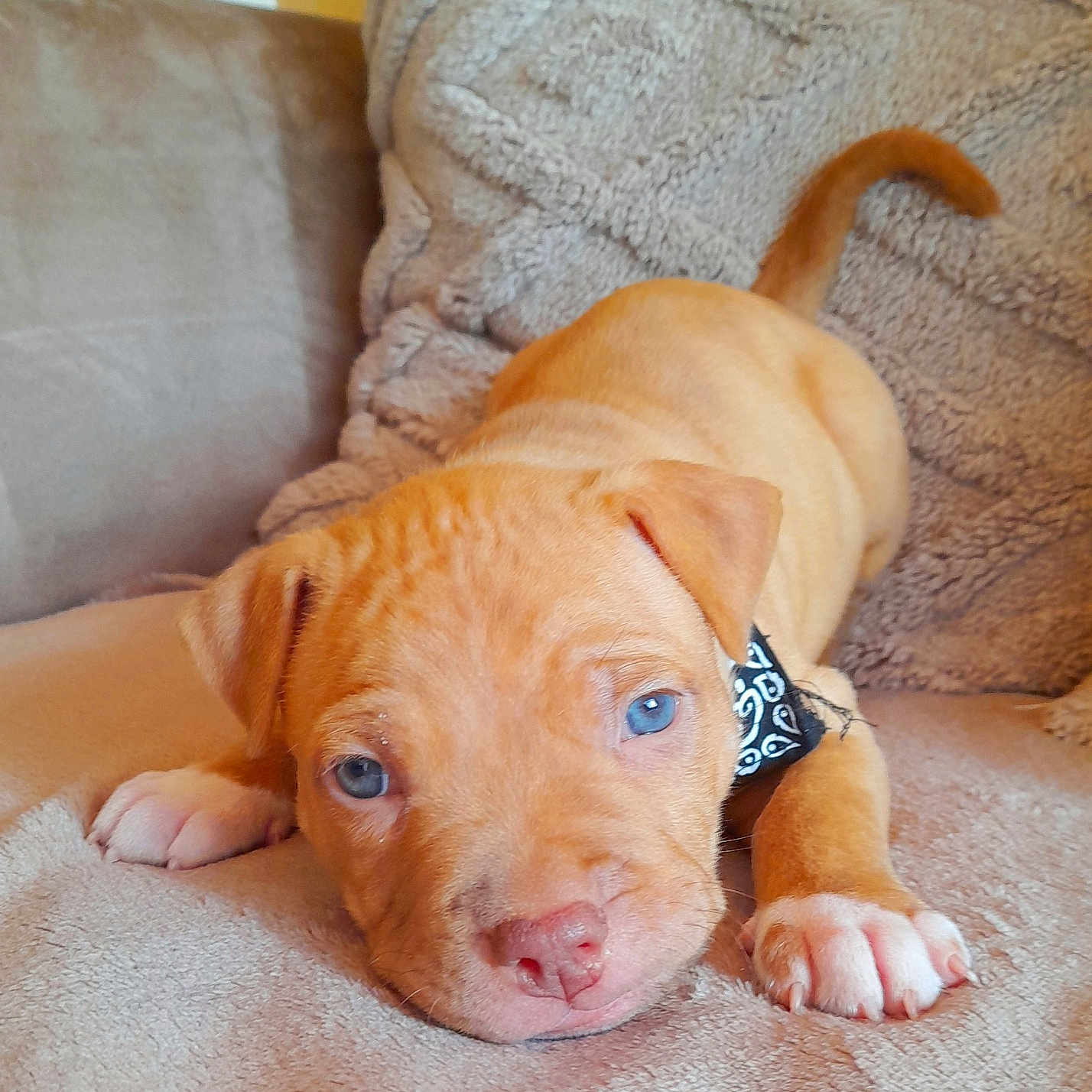 Simba a rejoint le concours — aidez-le/la à gagner de superbes lots ! animal, blanket, blue_eyes, comfort, couch, cozy, cute, dog, ears, fur, indoors, nose, paw, pet, puppy, relaxing, resting, sleepy, soft, young_dog