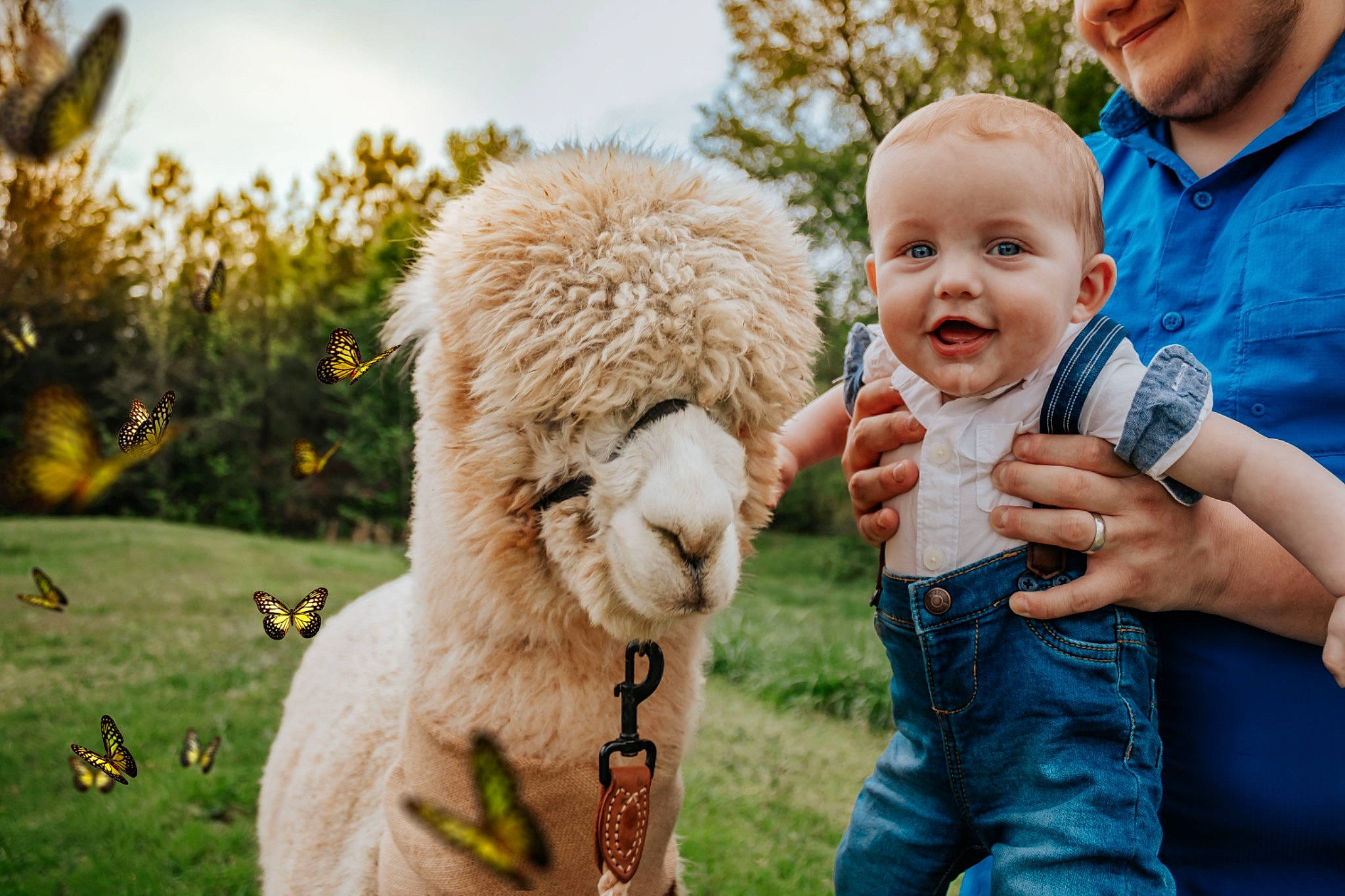 Elias is registered to the contest to win money with this photo: blue, companion_dog, dog_breed, event, fawn, fun, gesture, grass, grassland, happy, joy, leisure, livestock, people_in_nature, person, plant, recreation, sheep, sky, smile
