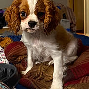Oppie joined the competition — help win amazing prizes! animal, bedroom, blanket, brown_and_white, canine, cavalier_king_charles_spaniel, close_up, companion, cozy, cute, dog, domestic, floppy_ears, fur, indoor, pet, puppy, sitting, soft_lighting, young_dog
