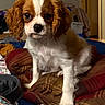 animal, bedroom, blanket, brown_and_white, canine, cavalier_king_charles_spaniel, close_up, companion, cozy, cute, dog, domestic, floppy_ears, fur, indoor, pet, puppy, sitting, soft_lighting, young_dog
